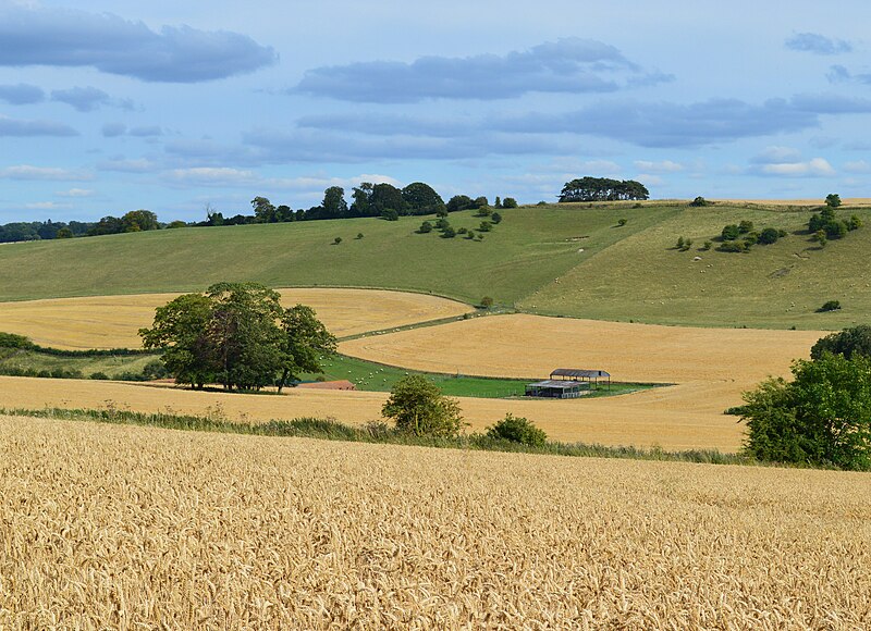 File:Downland, Streatley, Berkshire - geograph.org.uk - 4627389.jpg