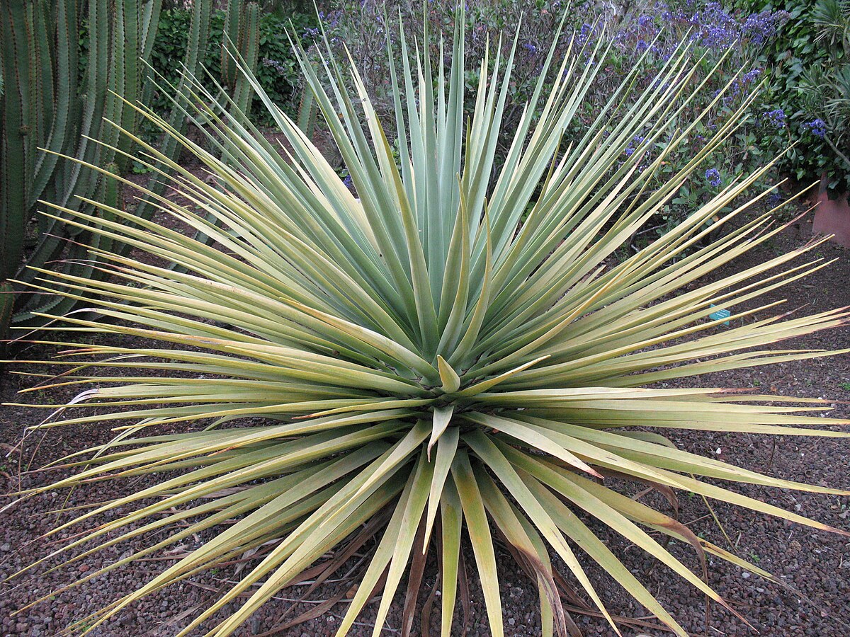 Resultado de imagen de Drago de Gran Canaria (Dracaena tamaranae)