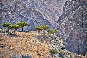 Dragon's Blood Trees, Socotra Island (12455632274).jpg