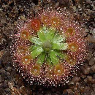 <i>Drosera pulchella</i> Species of carnivorous plant