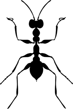 omriss av en typisk dryinide-hunn
