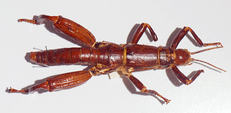 File:Dryococelus australis 02b Pengo.jpg