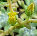 Dudleya greenei