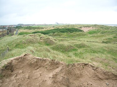 The dunes with dark patches of invasive Rosa rugosa. Dunes - Rosa rugosa stands.JPG