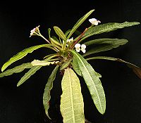 Euphorbia lophogona