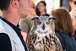 Eagle owl (33841383842) .jpg