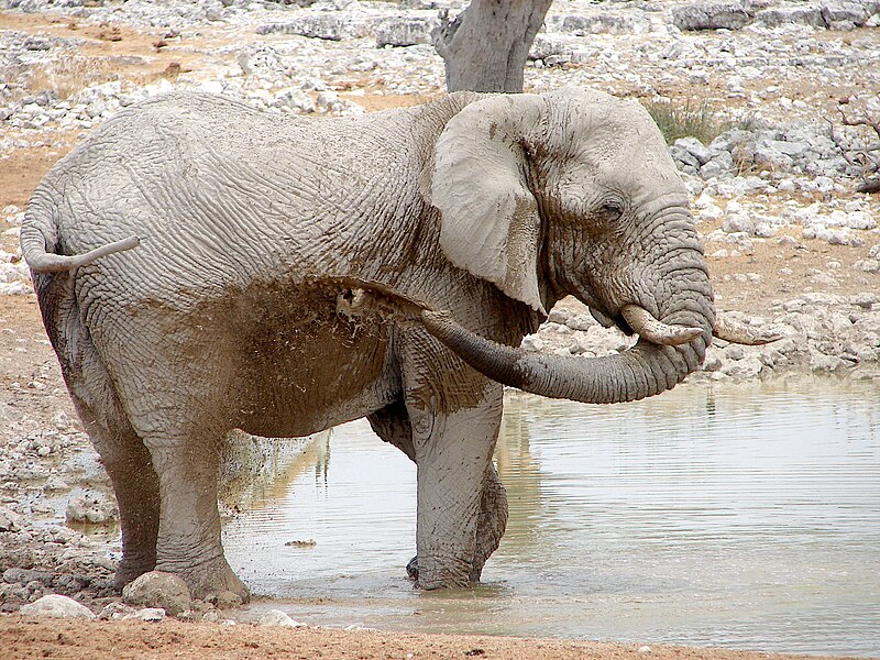 Fichier:Elephant at Okaukuejo, Etosha (2014).jpg