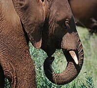 Elephant calf (Addo).JPG