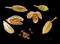 Elettaria cardamomum Capsules and seeds.jpg