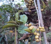 അമ്മിമുറിയൻ