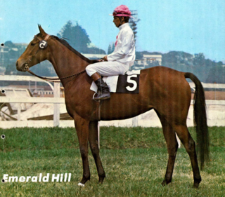 <span class="mw-page-title-main">Emerald Hill (horse)</span> Brazilian thoroughbred racehorse