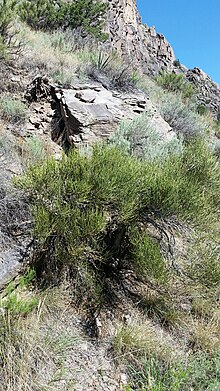 Ephedra cutleri 4609479.jpg