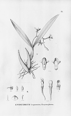 Epidendrum myrmecophorum (illustr. caption misspelled Epidendrum myrmephorum) - Fl.Br.3-5-015.jpg