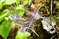 イカリソウ Epimedium grandiflorum var. thunbergianum