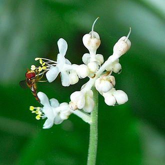 Pollia japonica with the syrphid fly Episyrphus balteatus Episyrphus balteatus on Pollia japonica.jpg