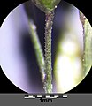 Eragrostis virescens sl40.jpg