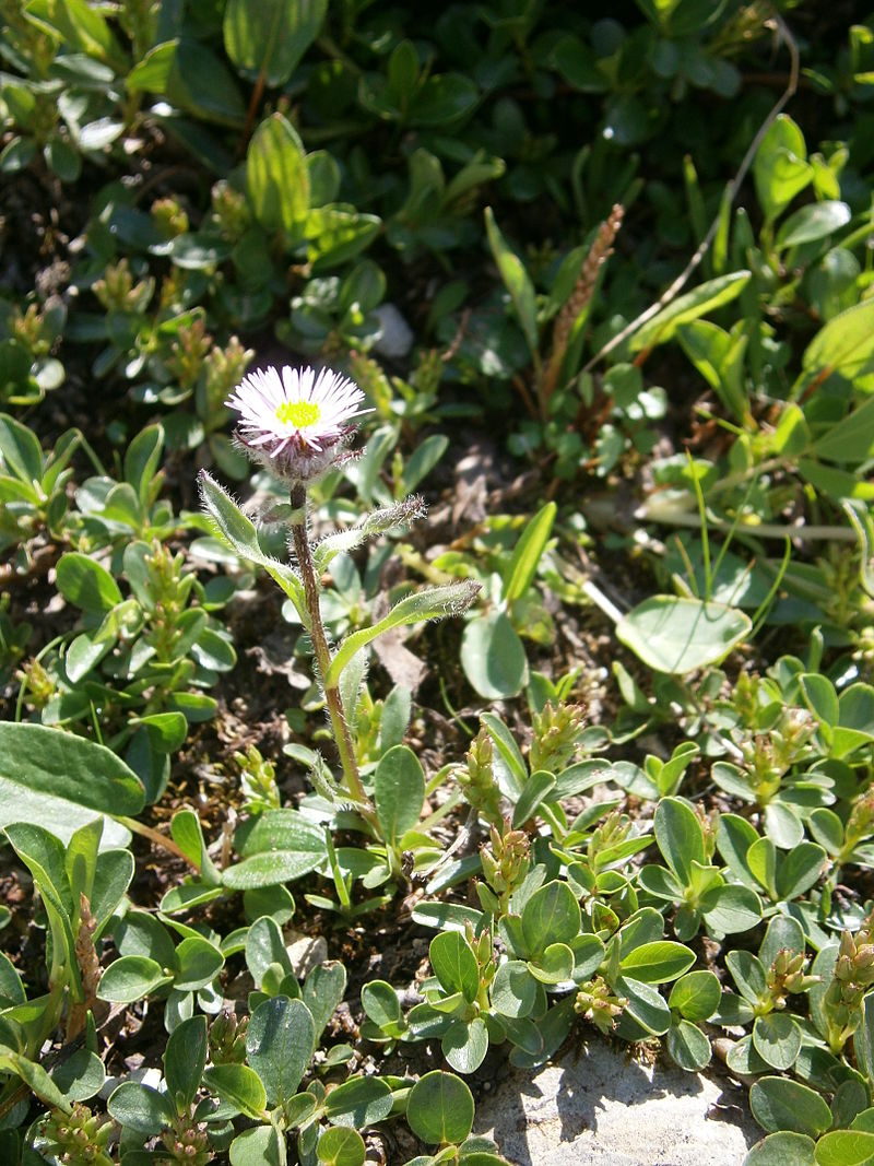 Erigeron macranthus Clear Blue русское название