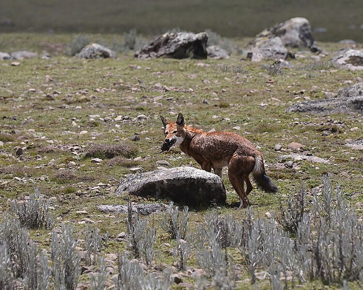 File:Ethiopian Wolf (52909327930).jpg