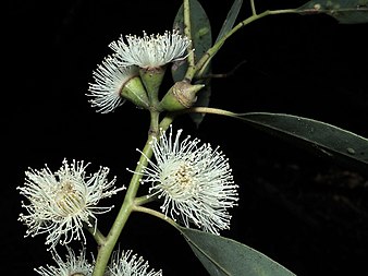 flowers in the ANBG Eucalyptus baeuerlenii flowers.jpg