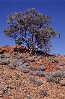 Okaliptüs carnei habit.jpg