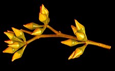 buds Eucalyptus foecunda buds.jpg