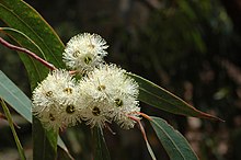 Eucalyptus planchoniana flowers.jpg