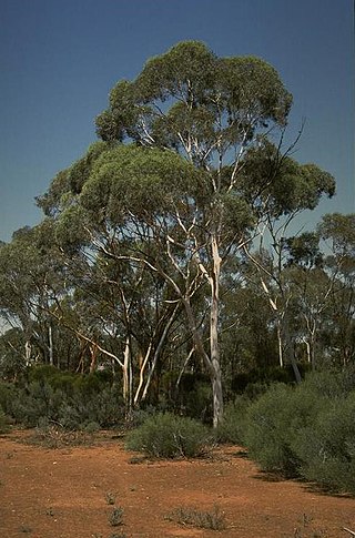 <i>Eucalyptus transcontinentalis</i> Species of eucalyptus