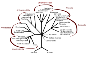 4 Eukaryotic Kingdoms Chart