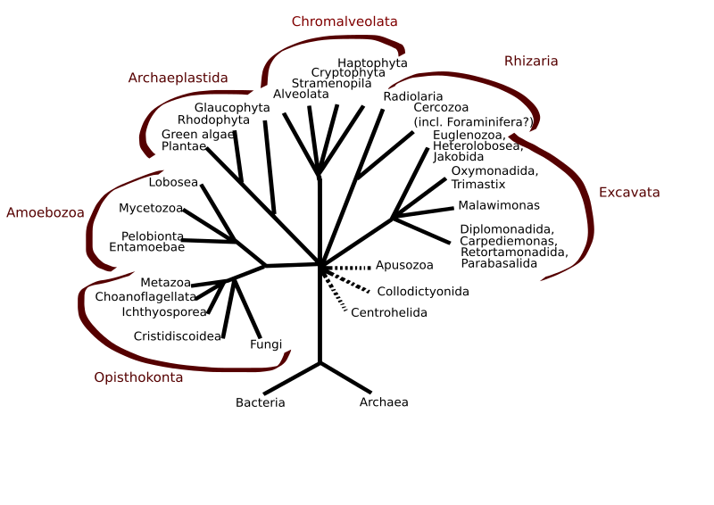 File:Eukaryota tree.svg