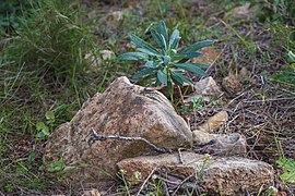 Euphorbia characias, Sète 05.jpg