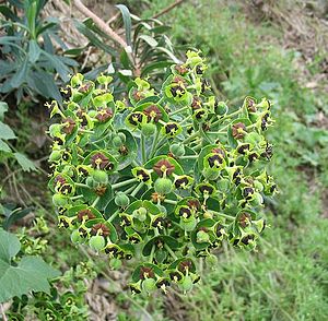 Euphorbia characias.jpg
