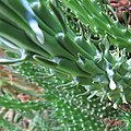 Euphorbia latex IMG 8745c.jpg