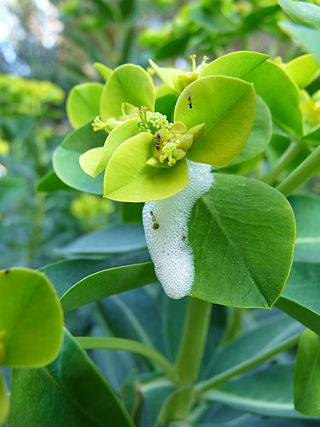 <i>Euphorbia margalidiana</i> Species of flowering plant