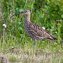 Euroasijský curlew.jpg