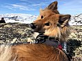 Eurasier on the mountain