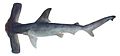 Um tubarão do género Eusphyra