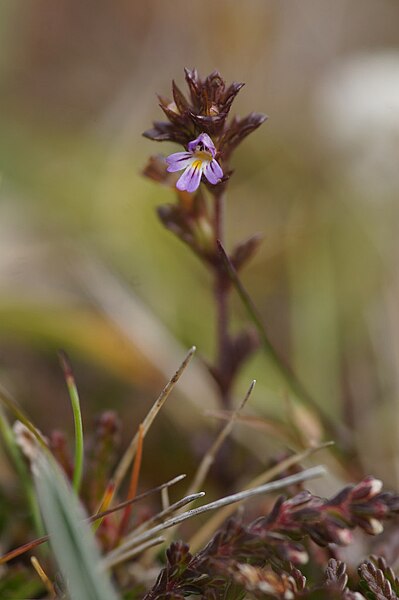 File:Eyebright (Euphrasia officianalis agg.). Keen of Hamar - geograph.org.uk - 4153743.jpg