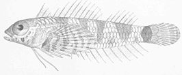 Enneanectes carminalis