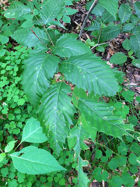 File:Fagus grandifolia SCA-0599.jpg