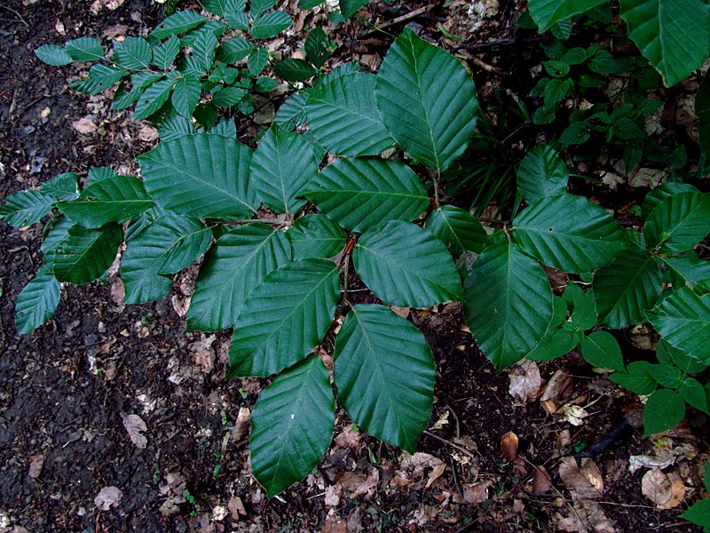 File:Fagus sylvatica IMG 5593.jpg