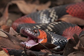 Beschrijving van de afbeelding Falsa-coral _-_ Oxyrhopus_guibei_abrindo_a_boca.jpg.