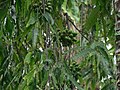 Polyalthia longifolia, now Monoon longifolia