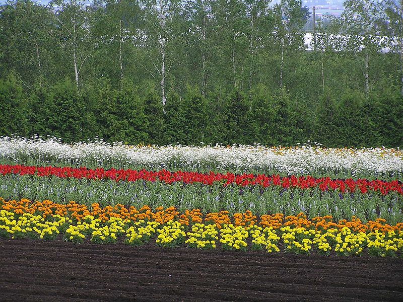 File:Farm-Tomita、hokkaido 北海道 Betula platyphylla P6280708.jpg