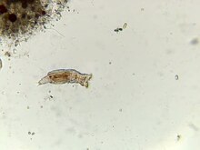 Datei:Füttern von rotifer.ogv