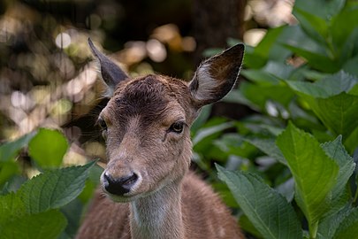 Female fallow dear (Dama dama), Reserva Florestal de Pinhal da Paz, São Miguel Island, Azores, Portugal