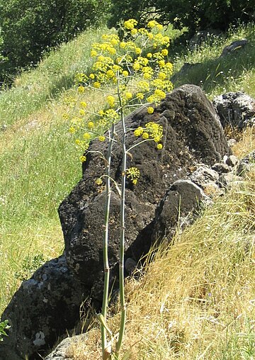 Ferula jaeschkeana