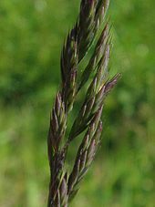 Dominant auf Regosolen und Pararendzina: Gewöhnlicher Rot-Schwingel