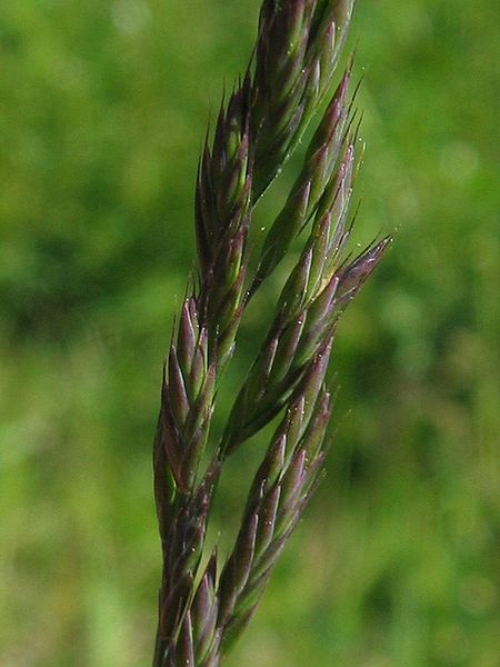 Mynd:Festuca rubra detail.jpeg