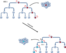 Figure 5: Both tumor models may play a role in the maintenance of a tumor. Initially, tumor growth is assured with a specific CSC (CSC1). With tumor progression, another CSC (CSC 2) may arise due to the clonal selection. The development of a new more aggressive CSC may result from the acquisition of an additional mutation or epigenetic modification. Fig.4.png