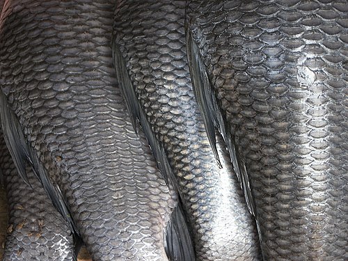 Fish scales.jpg